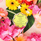 Daisy Spongette - Coconut Verbena